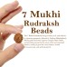Seven Mukhi From Java Indonesia Rudraksha