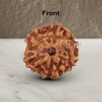 Six Mukhi From Java Indonesia Rudraksha