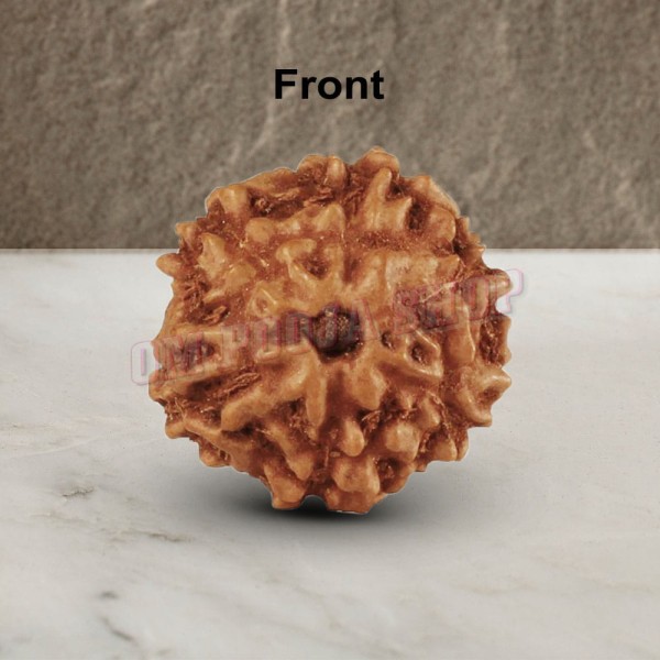 Six Mukhi From Java Indonesia Rudraksha