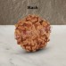 Six Mukhi From Java Indonesia Rudraksha
