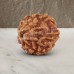 Six Mukhi From Java Indonesia Rudraksha