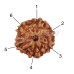 Six Mukhi From Java Indonesia Rudraksha