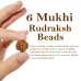 Six Mukhi From Java Indonesia Rudraksha