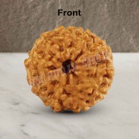 Ten Mukhi From Java Indonesia Rudraksha