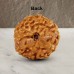 Ten Mukhi From Java Indonesia Rudraksha
