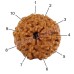 Ten Mukhi From Java Indonesia Rudraksha