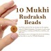 Ten Mukhi From Java Indonesia Rudraksha