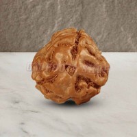 Three Mukhi From Java Indonesia Rudraksha