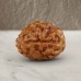 Three Mukhi From Java Indonesia Rudraksha