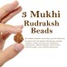 Three Mukhi From Java Indonesia Rudraksha