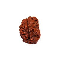 2 (two) Mukhi Rudraksha - Nepal