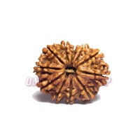 11 (Eleven) Mukhi Rudraksha - Nepal