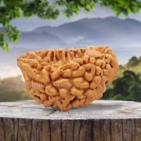 1 (one) Mukhi Rudraksha