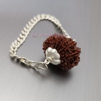 14 Mukhi (Face) Nepali Rudraksha in Silver Bracelet