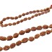 2 Mukhi Java Rudraksha Jaap Mala - 24+1 Beads