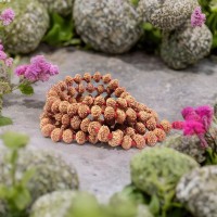 Ten Mukhi (10 Face) Krishna Rudraksha Mala from Java