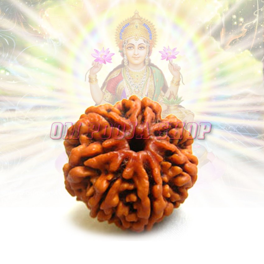 Certified 7 Mukhi Rudraksha Bead From Nepal (15-18mm) - For Wealth & Prosperity - View #7