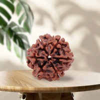 6 (Six) Mukhi Rudraksha