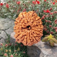 Eleven Mukhi Natural Rudraksha From Nepal - 19 mm