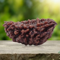 Collector One Mukhi Half Moon Rudraksha - 37 mm