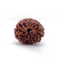 Collector Ten Mukhi Rudraksha From Java - 22 mm