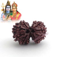 Gauri Shankar Rudraksha - 11 Mukhi From Nepal - 26 mm