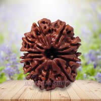 Eleven Mukhi Rudraksha From Nepal - 25 mm