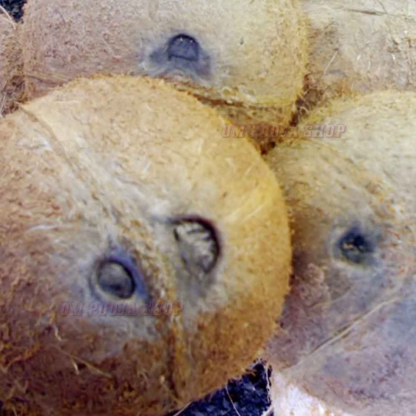 Ekakshi Nariyal (Coconut)