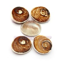 Gomati Chakra - Big Size