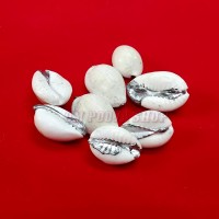 Parad Cowrie (Mercury Cowry)