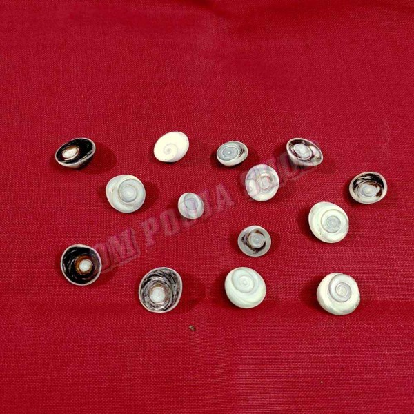 Black Gomati Chakra Set – Rare Spiritual Shell Stone for Puja & Healing