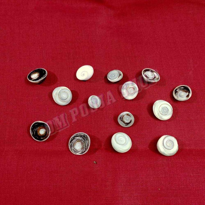 Black Gomati Chakra Set – Rare Spiritual Shell Stone for Puja & Healing
