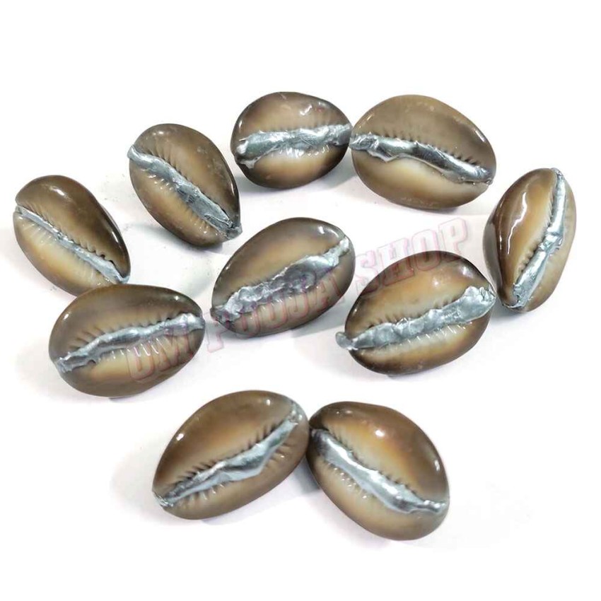 Black Parad Cowrie (Mercury Cowry)