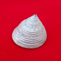 Moti Shankh (Pearl Conch)