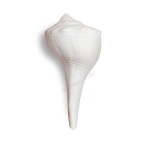 Small Puja Shankh set of 2