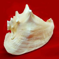 Unique Exclusive Gaumukhi Blowing Shankh