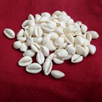 White Cowry (Safed Kaudi)