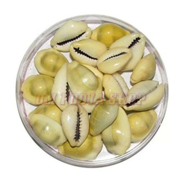 Yellow Cowry | Pili Kauri