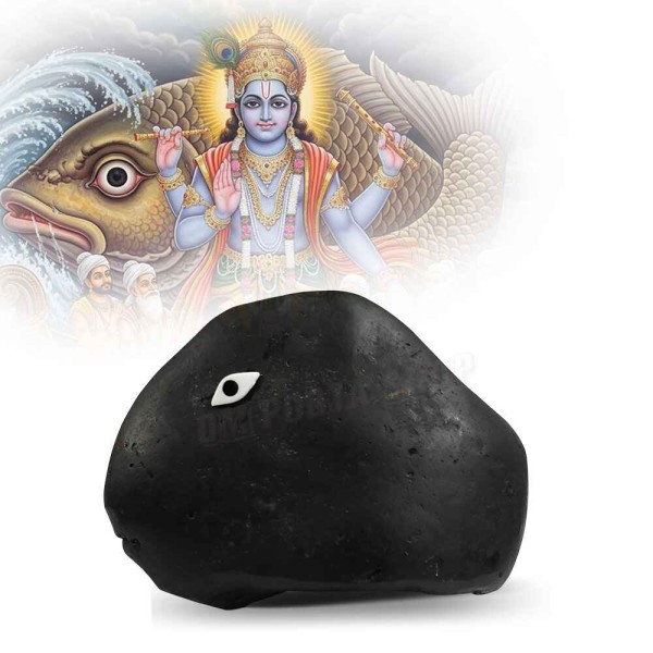 Matsya Avatar Shaligram Stone (Matsya Mukhi)