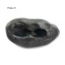 Matsya Avatar Shaligram Stone (Matsya Mukhi)