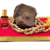 Narasimha Rupam Shaligram Stone