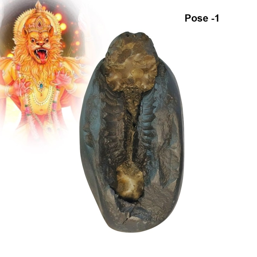 Narsimha Narayan Shaligram Shila Stone