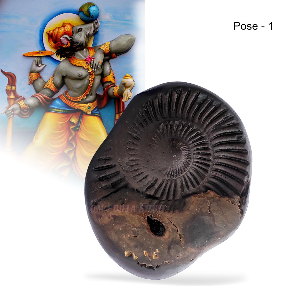 Varaha Mukh Shaligram Stone Buy online