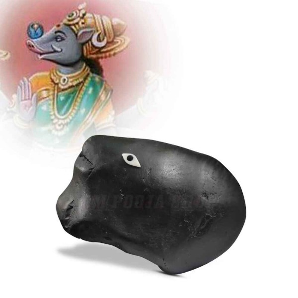 Varaha Shaligram Shila Stone